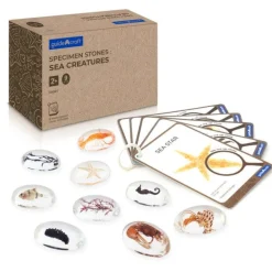 Guidecraft Specimen Stones: Sea Creatures