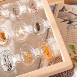 Guidecraft Specimen Stones: Sea Creatures