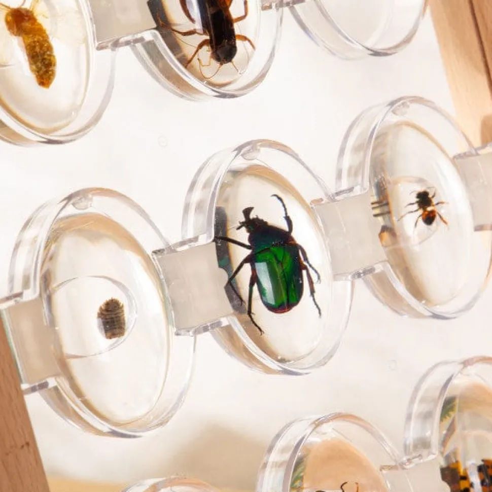 Guidecraft Specimen Stones: Bugs