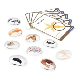 Guidecraft Specimen Stones: Sea Creatures