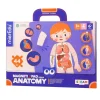 mierEdu Magnetic Pad - Anatomy
