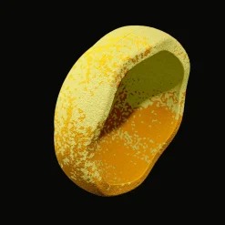 Stapelstein Wattle Limited Edition